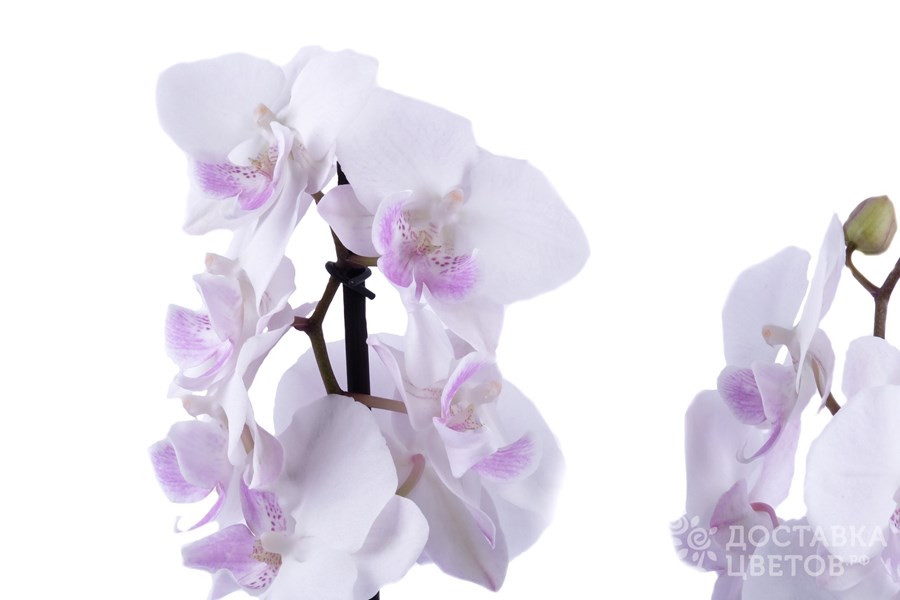 Орхидея в горшке Орхидея Фаленопсис белая с розовой серидиной 2ст